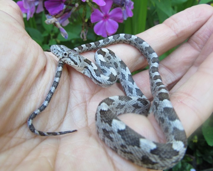 Gray Rat Snake